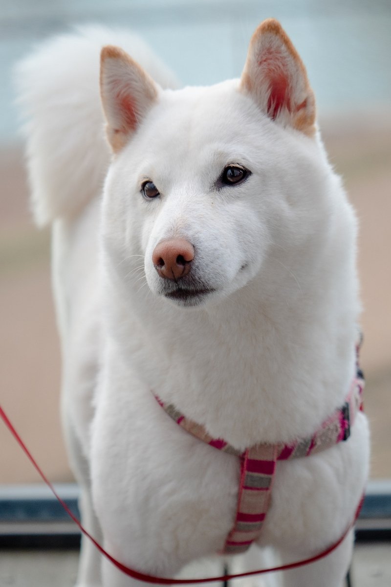 kishu ken