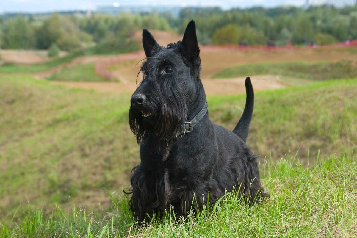 skót terrier