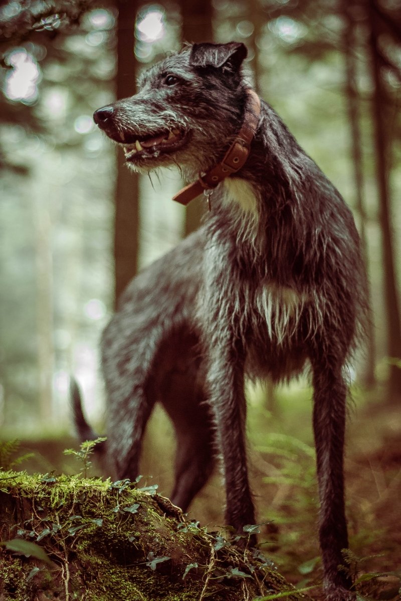 lurcher