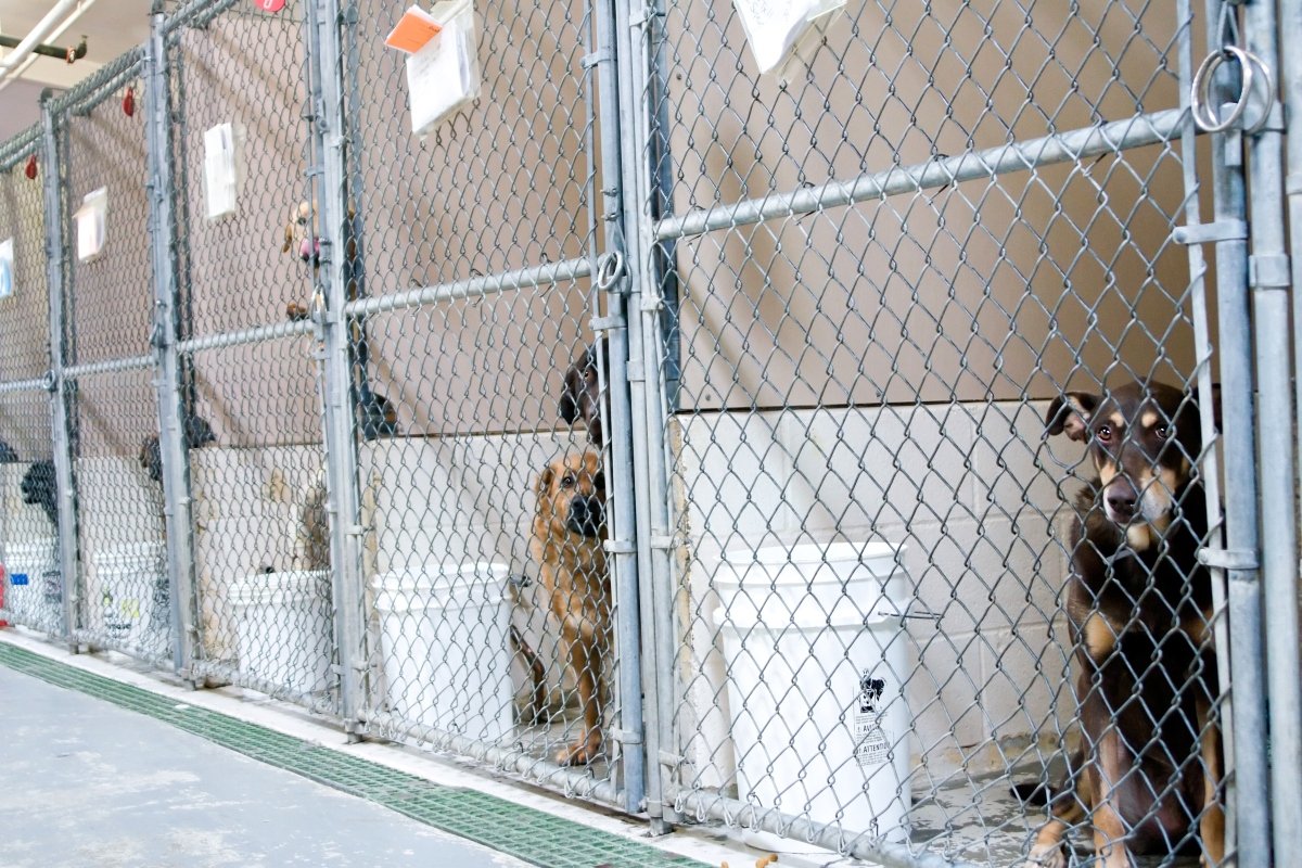 kennel menhely