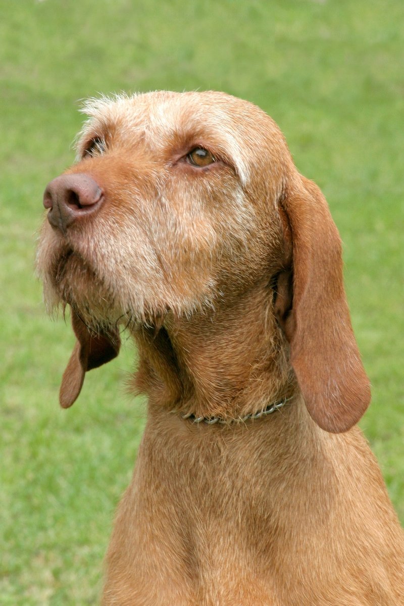 drótszőrű magyar vizsla