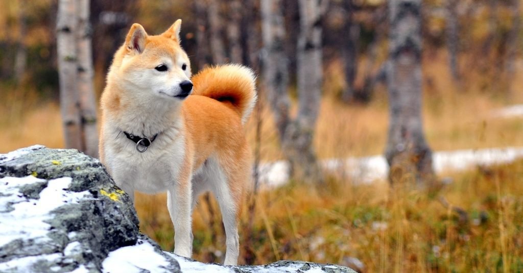 A 12 ázsiai spicc és a rokon fajták: a hűség élő szobrai