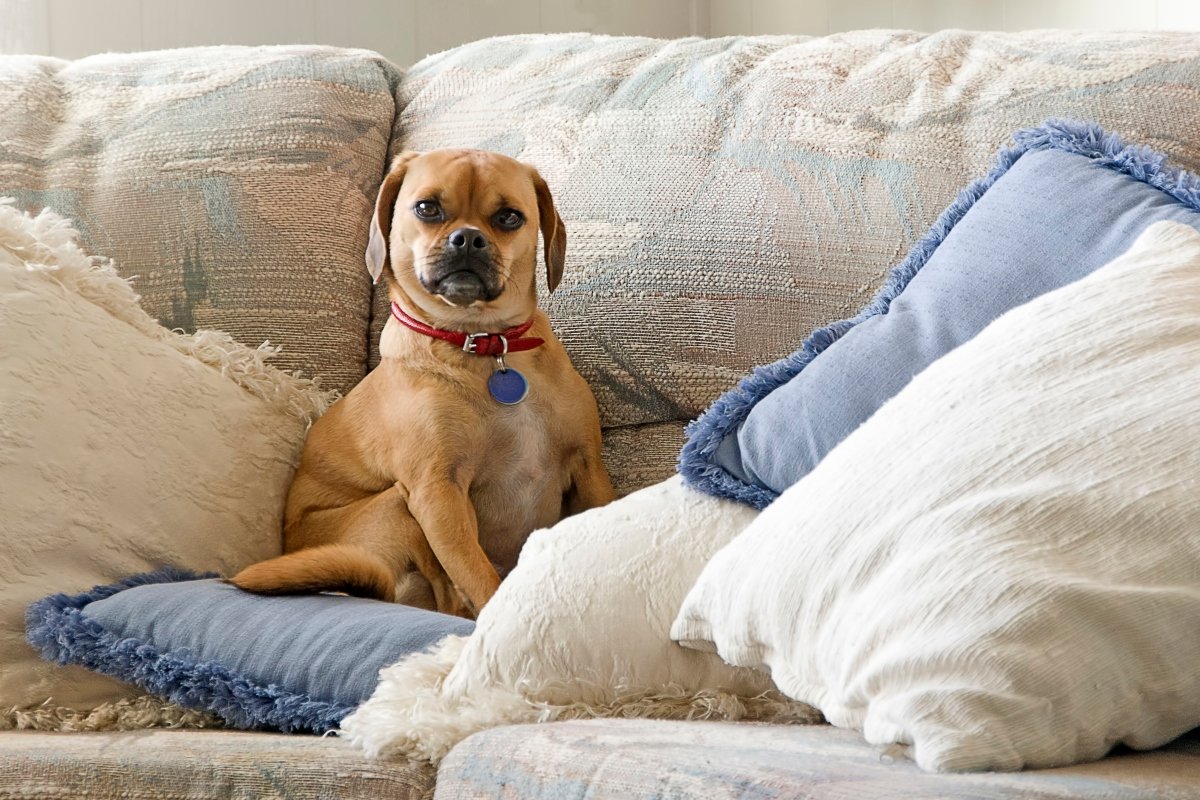 puggle designer