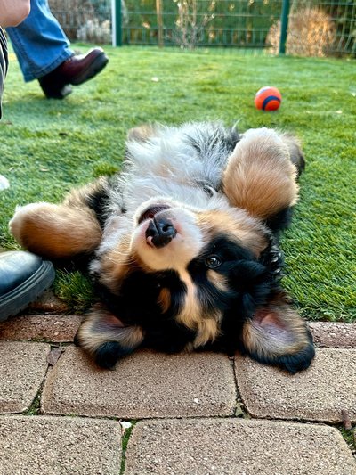 berni pásztorkutya kölyök