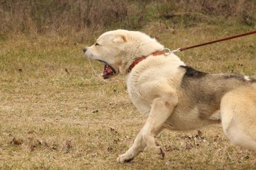 közép-ázsiai juhászkutya