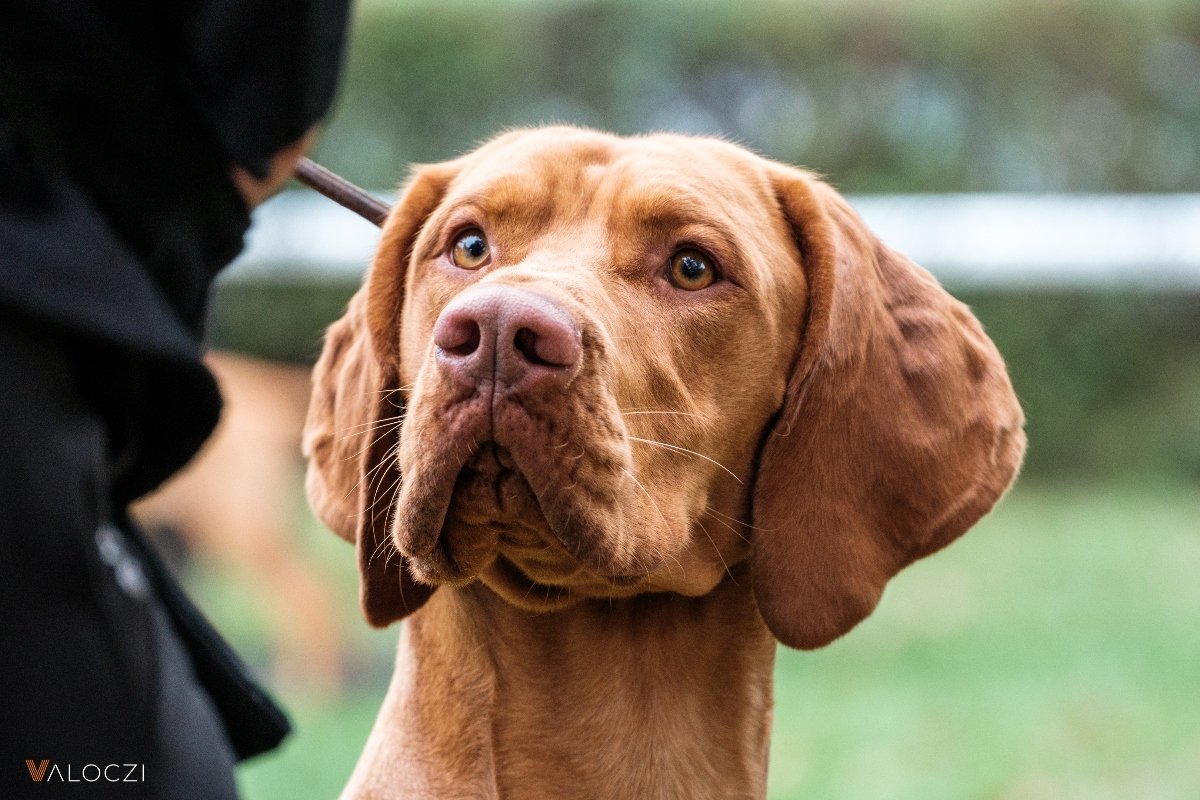 magyar vizsla Válóczi