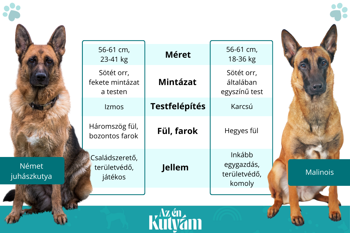 Német juhász vs belga malinois