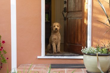 Kutya ül az ajtóban