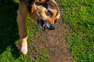 A veszettséget az aranysakálok is terjeszthetik