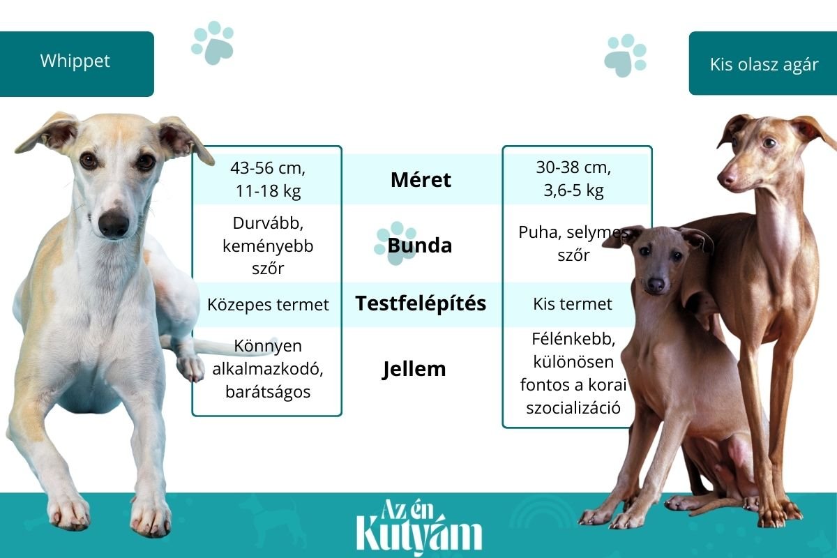whippet és kis olasz agár