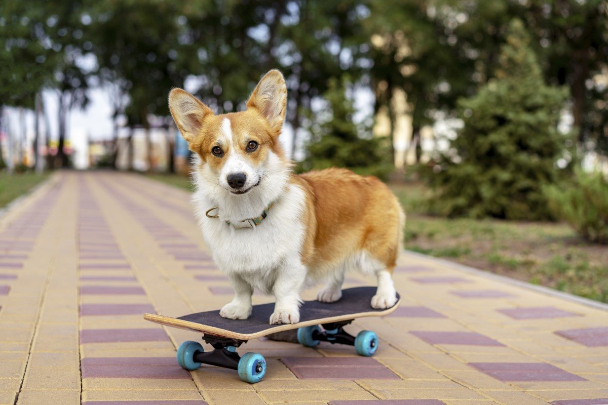 corgi gördeszkán getty