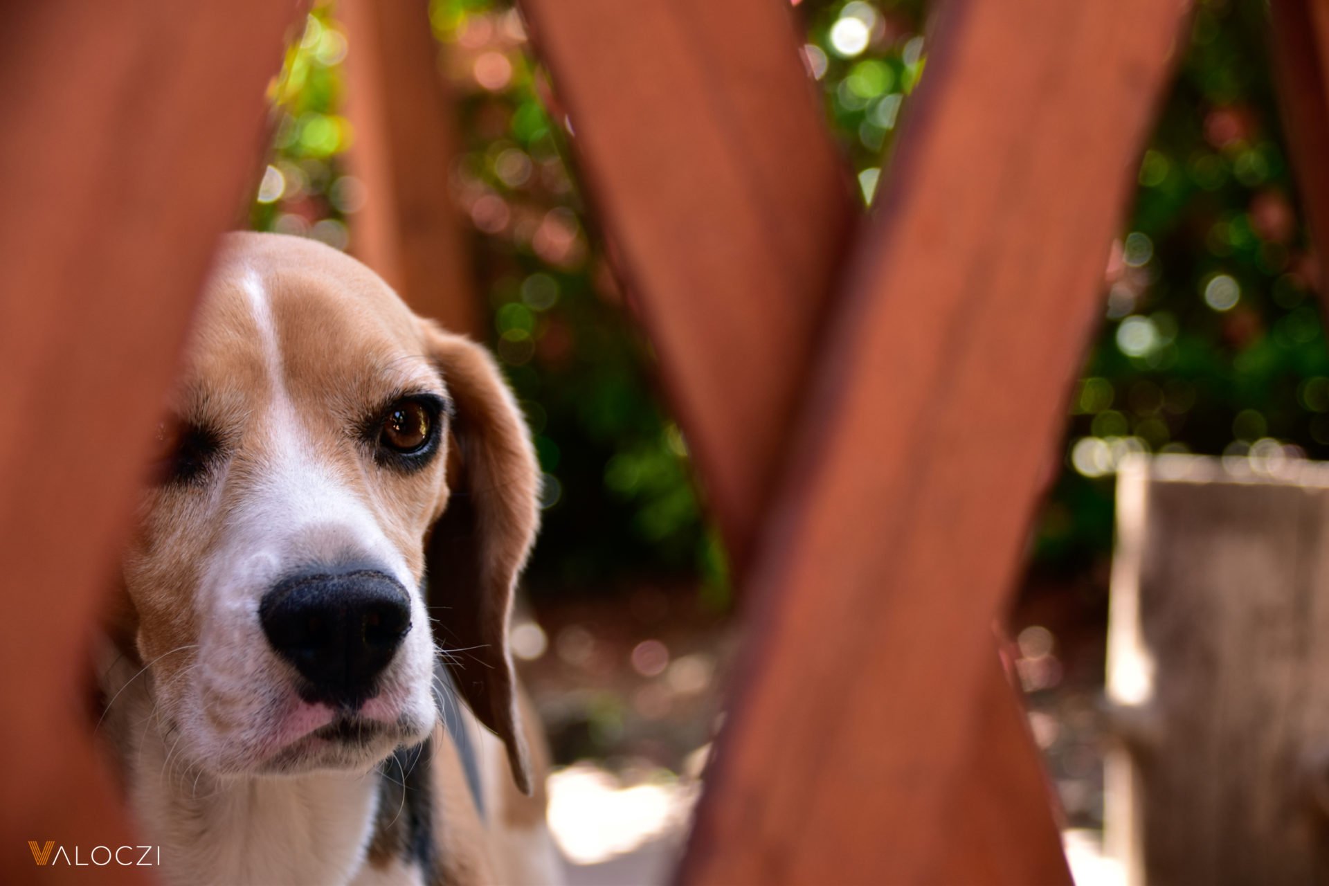 beagle AÉK