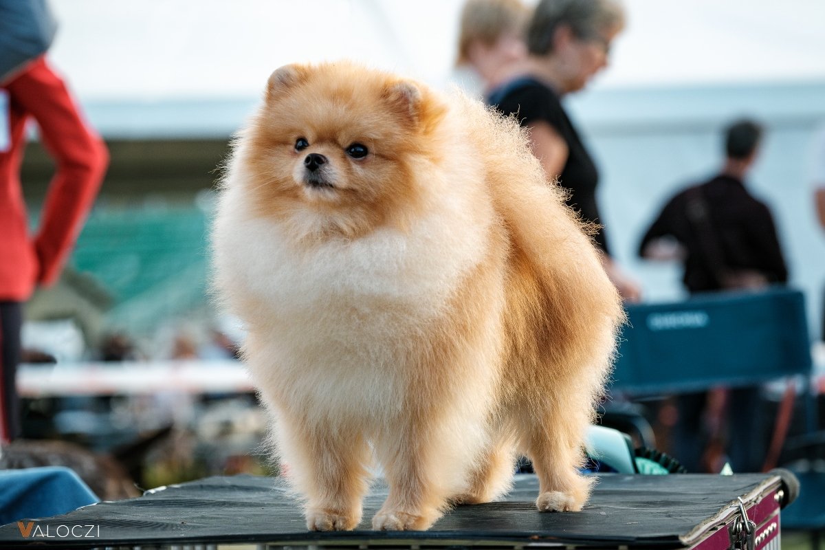 pomerániai