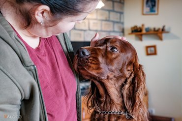 szeretettel néz az ír szetter a gazdájára
