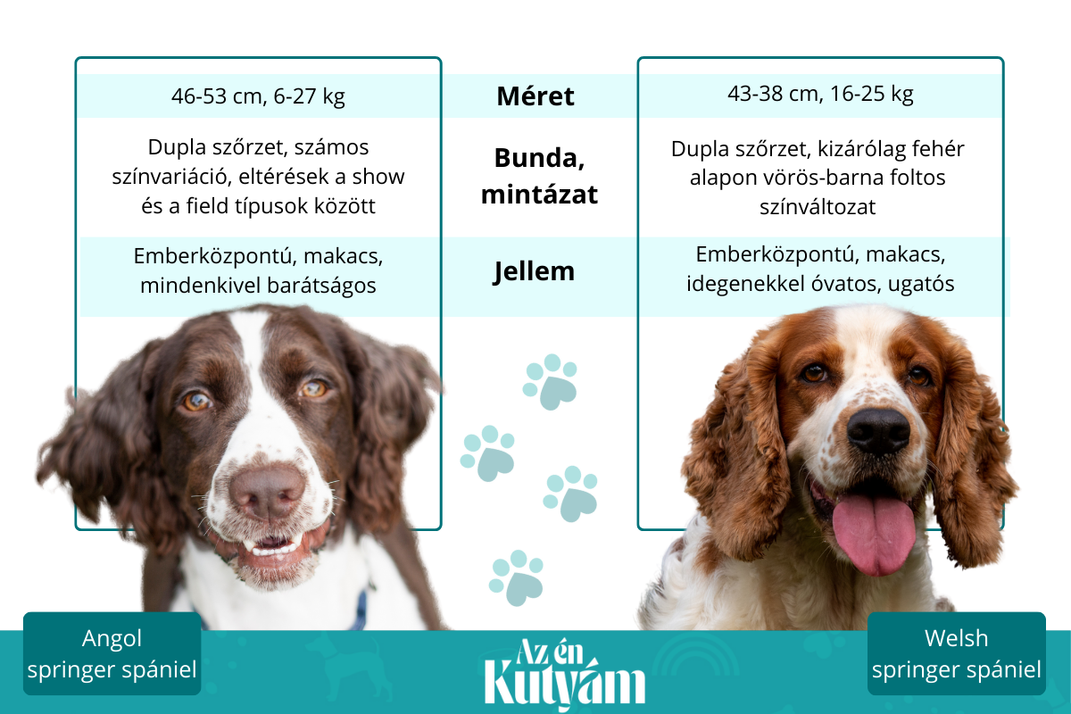 angol springer spániel és welsh springer spániel