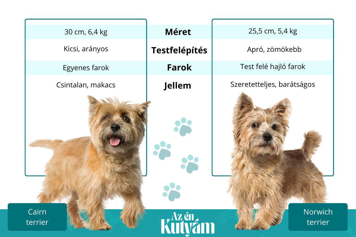 Fajta összehasonlítások