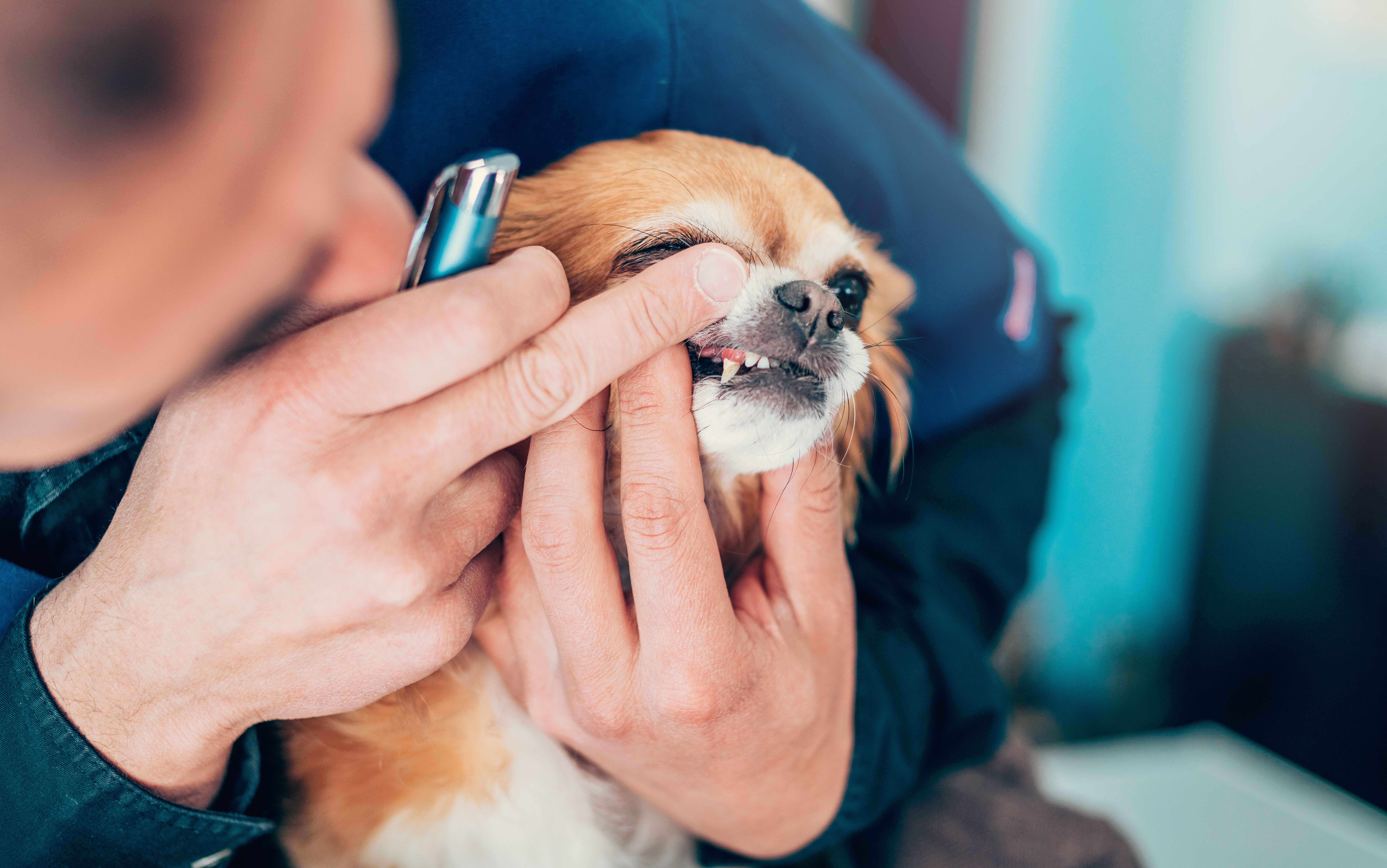 Veterinarian examines small dog's teeth