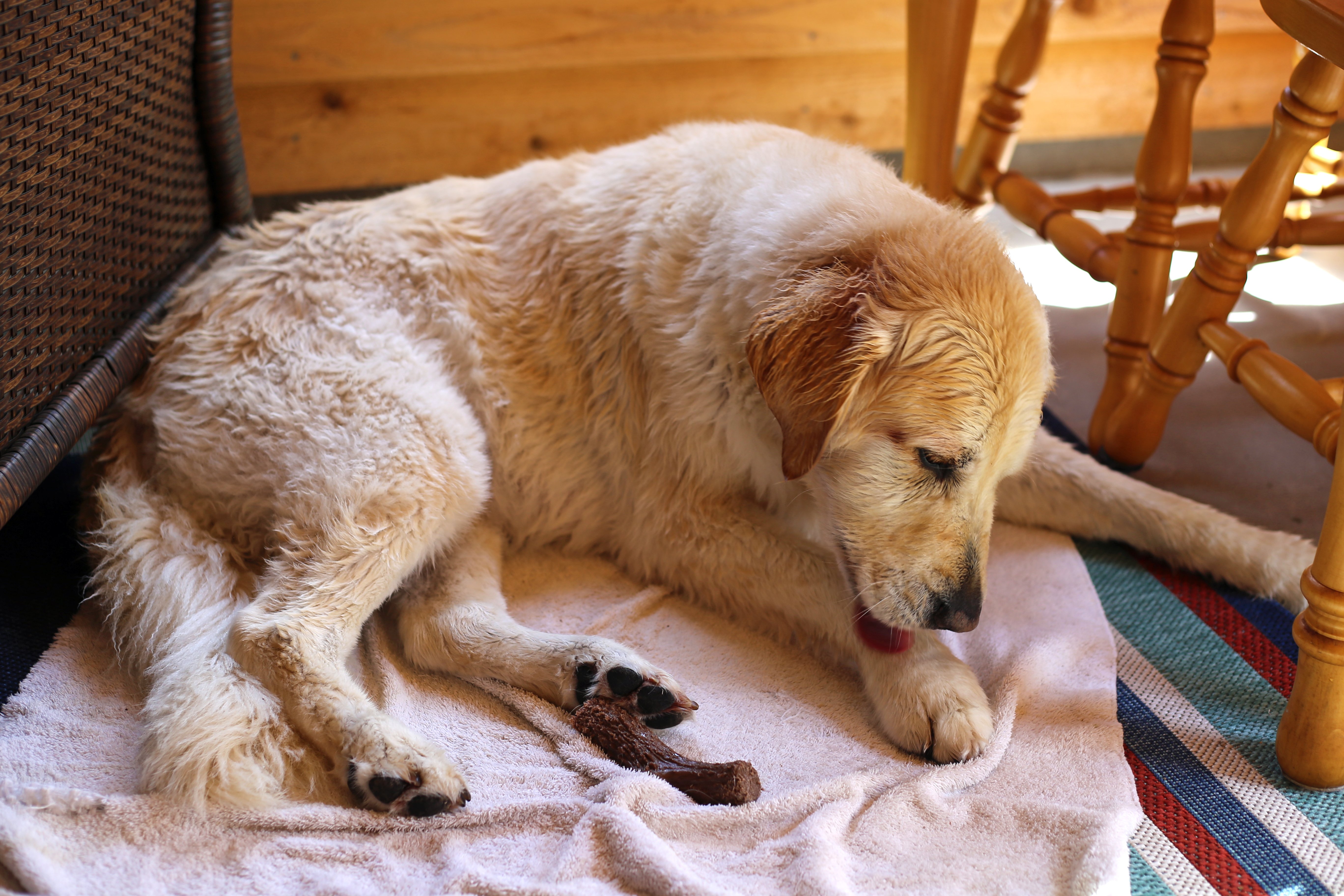 Senior female golden retriever licking paw