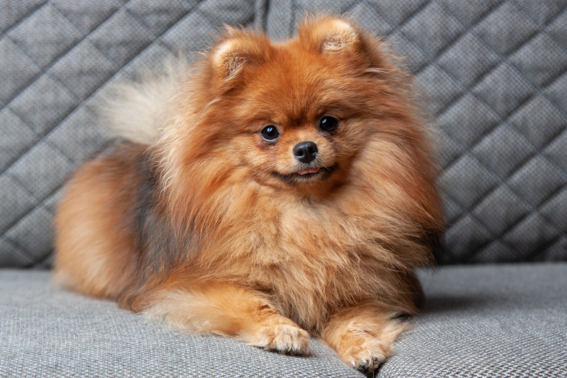 pomerániai