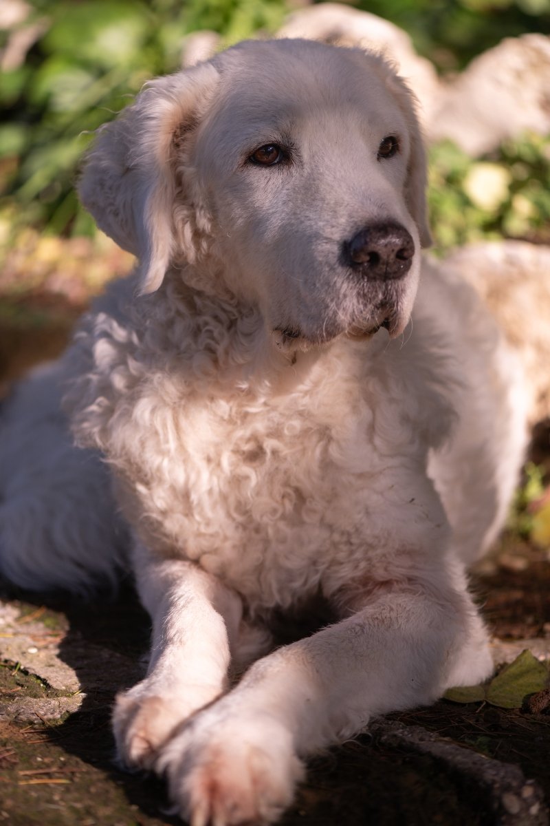 kuvasz