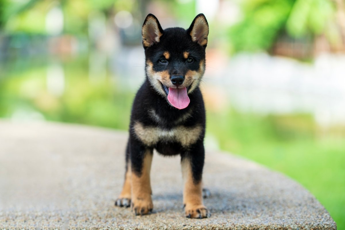 fekete shiba inu kölyök