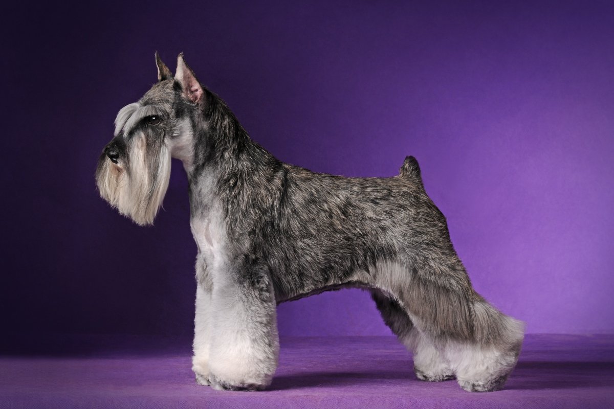 törpe schnauzer