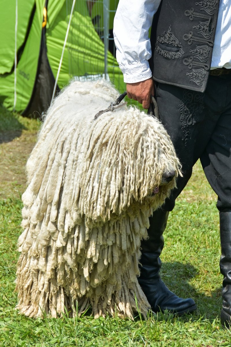 komondor