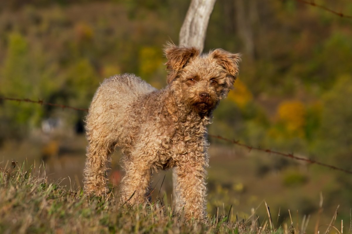 pumi