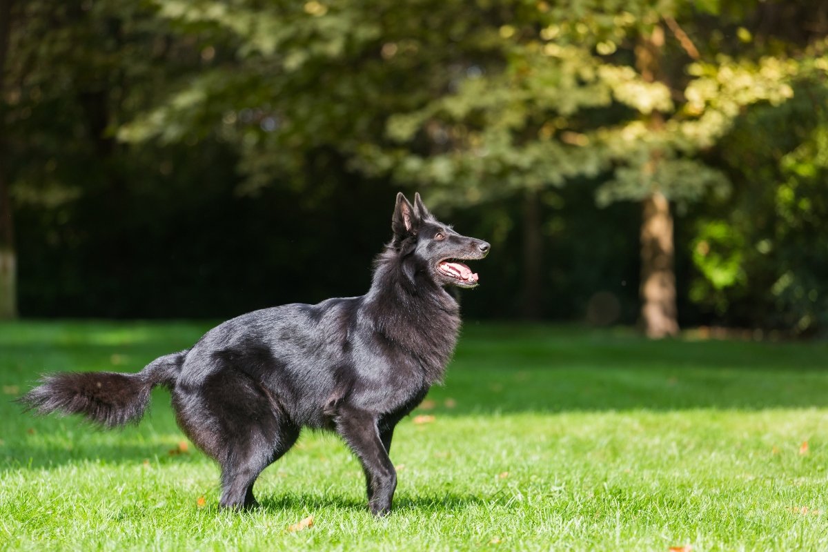 groenendael