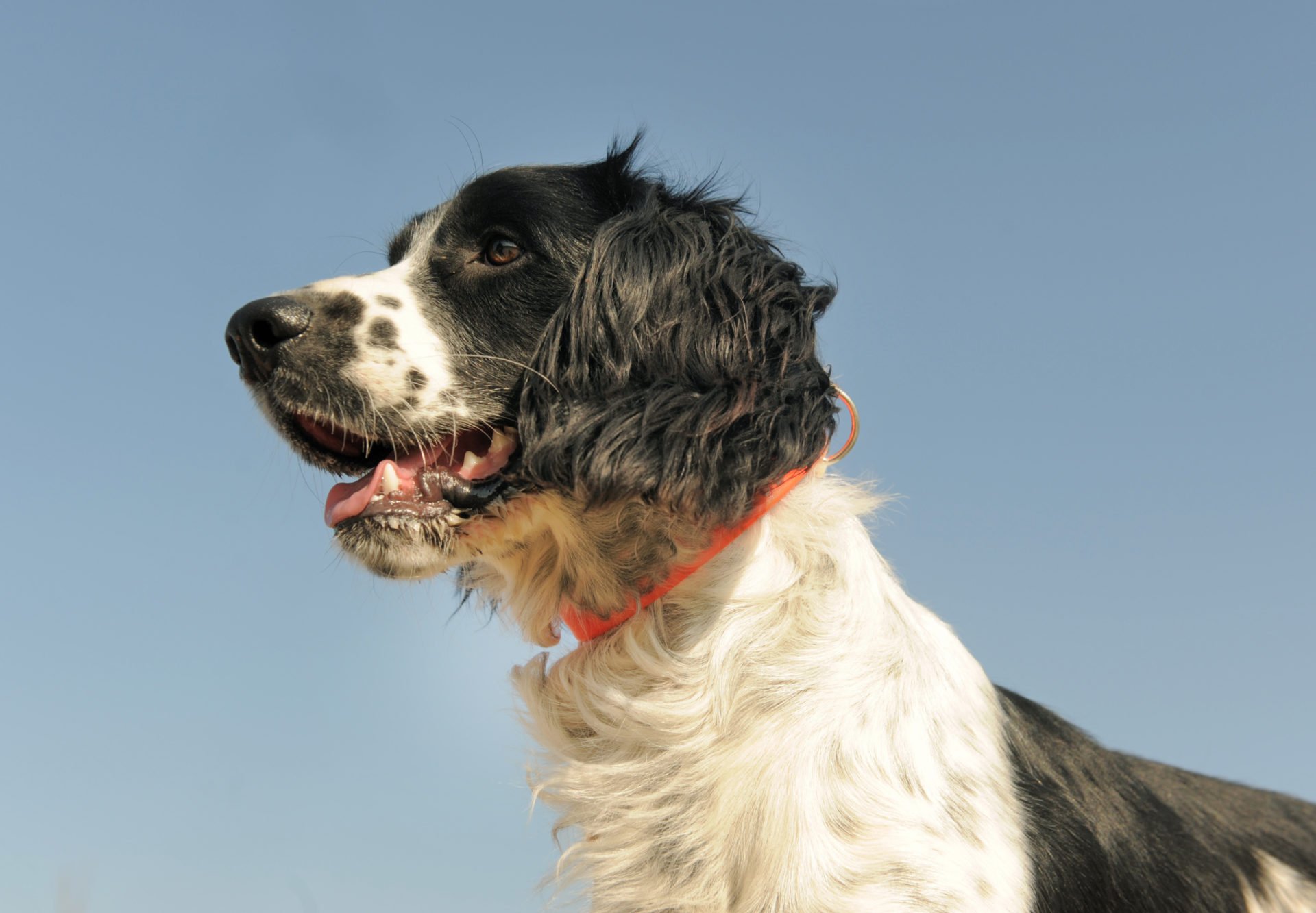 head of a french spaniel