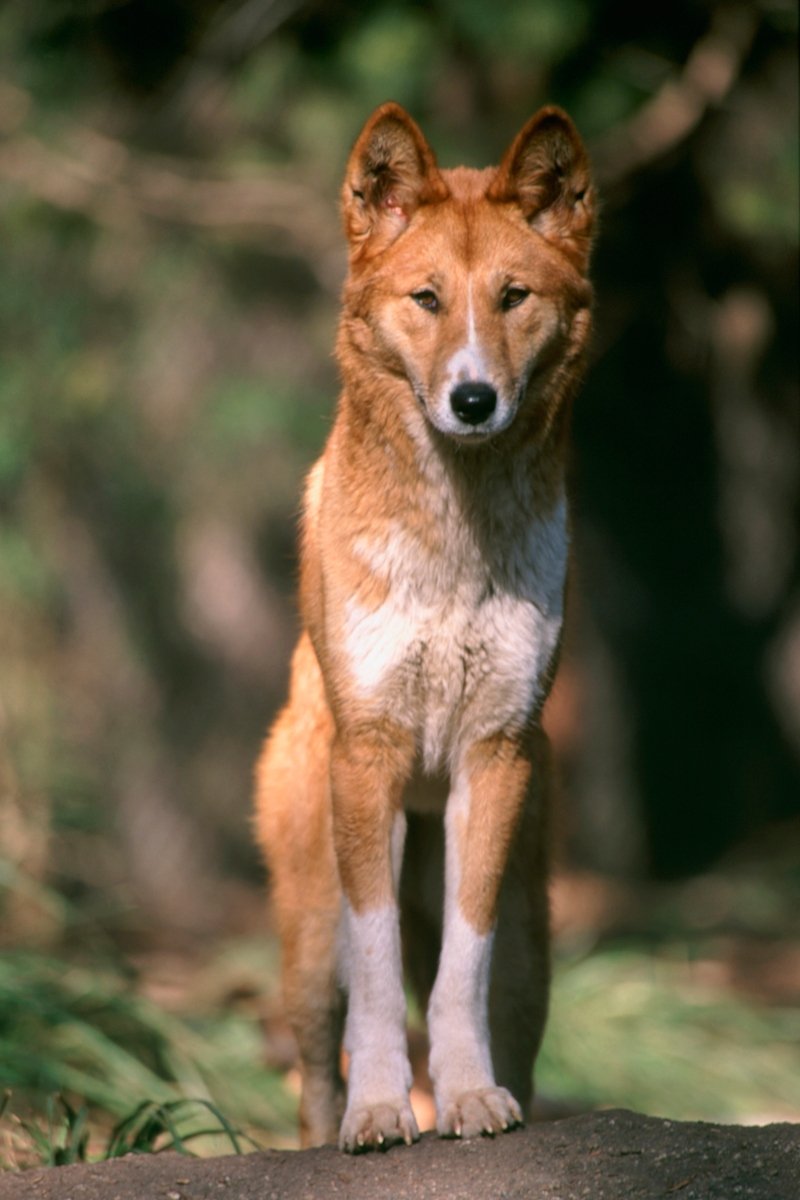 dingó