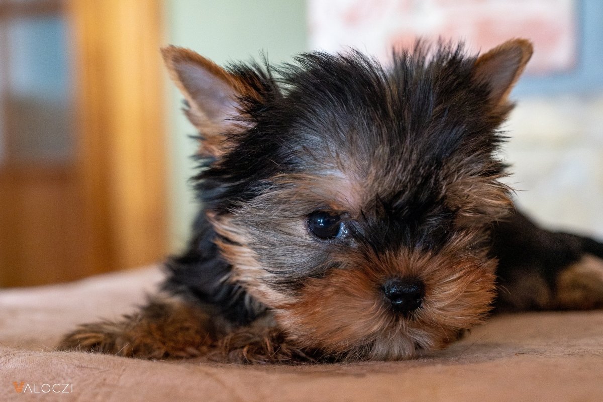 Válóczi kölyök yorkie yorkshire terrier borító