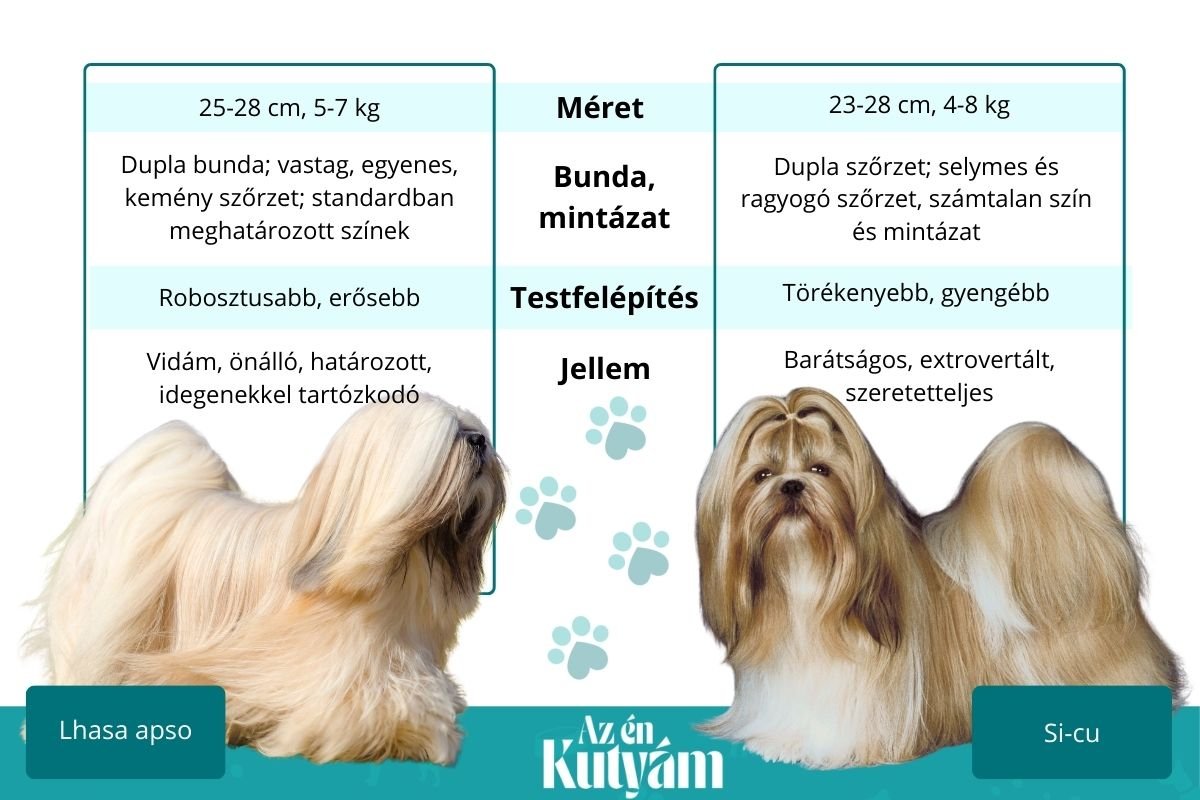 lhasa apso és si-cu