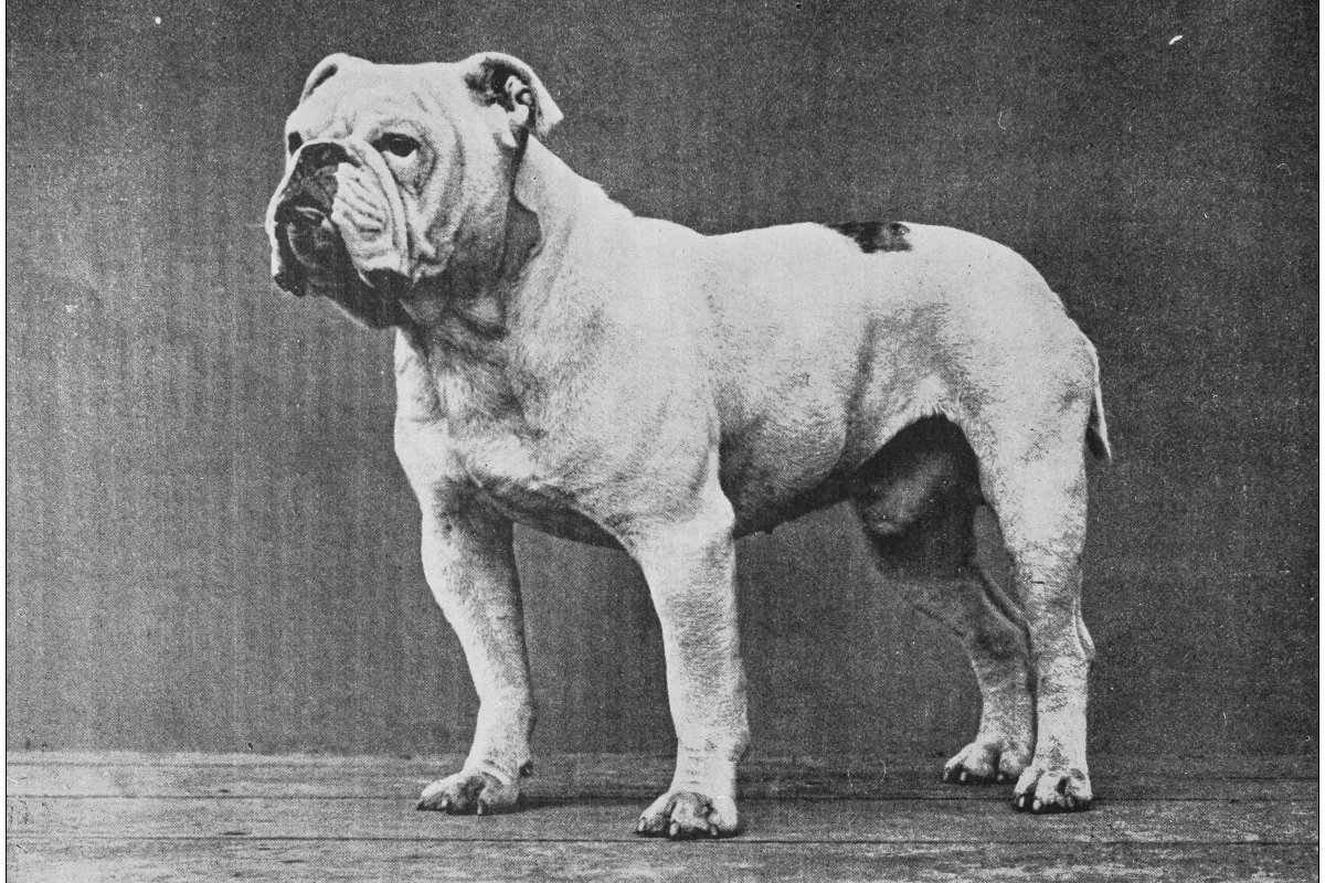 old angol bulldog borító