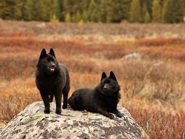 schipperke