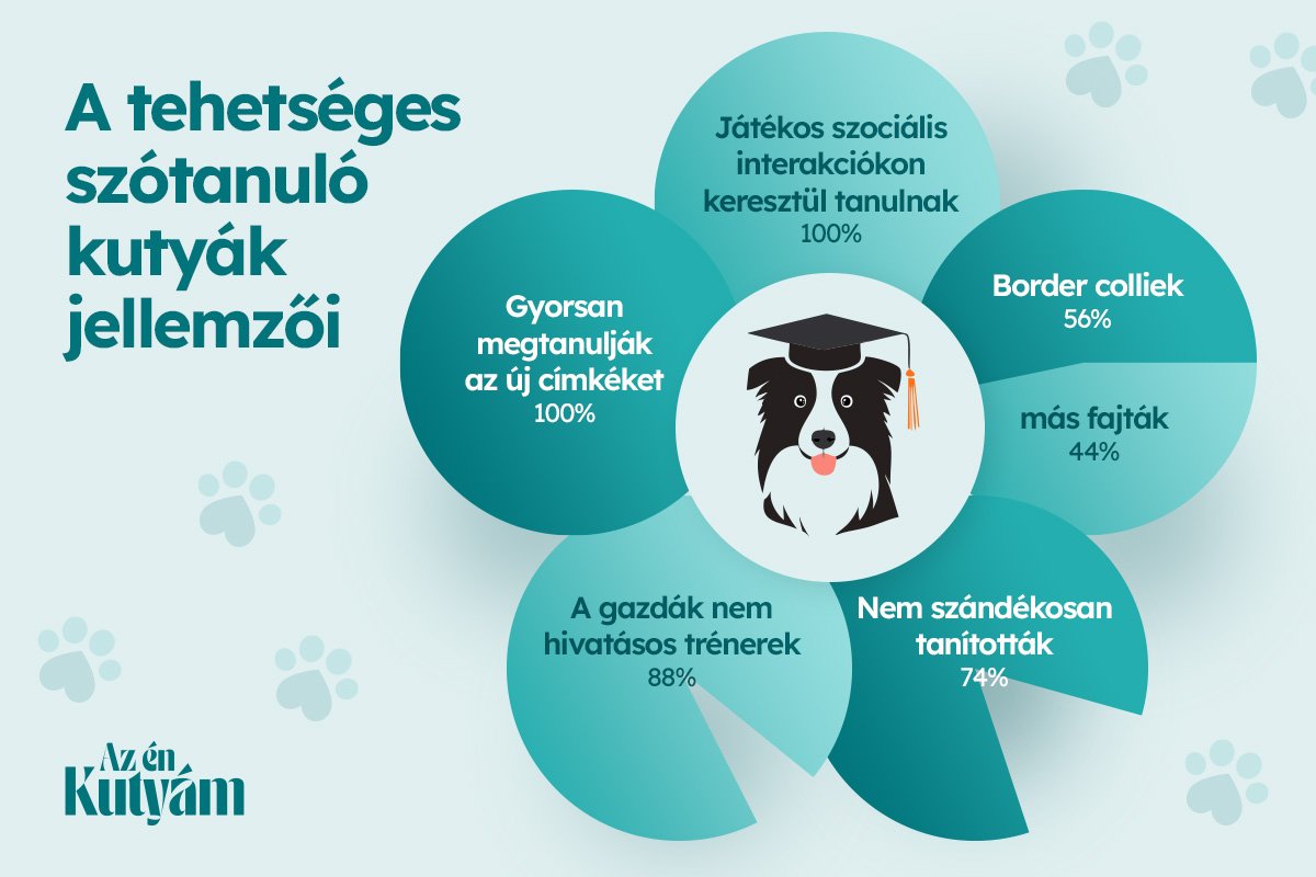 szotanulo_kutyak