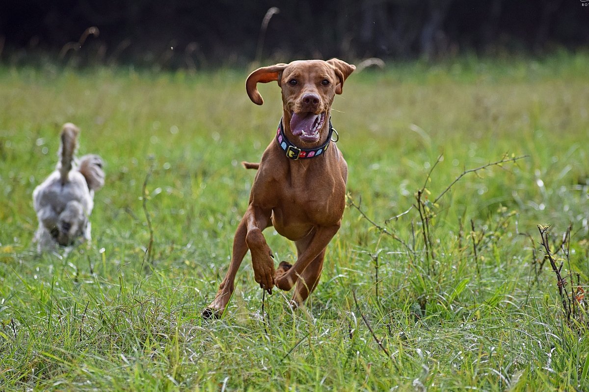 vizsla borító Válóczi