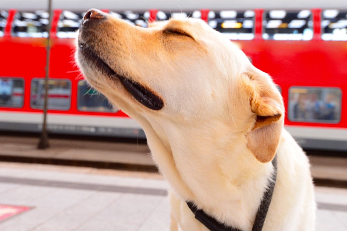 vonat utazás labrador szimatol borító