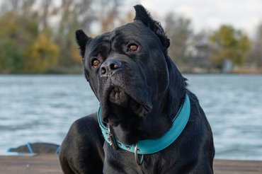 cane corso