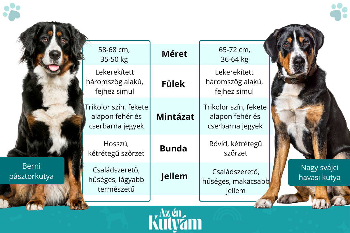 berni pásztorkutya és nagy svájci havasi kutya összehaosnlítás