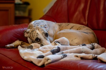 Félős agár piros kanapén fekszik