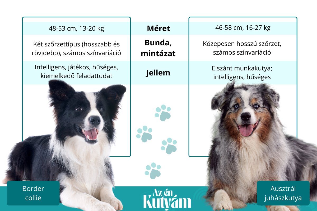 border collie és ausztrál juhászkutya