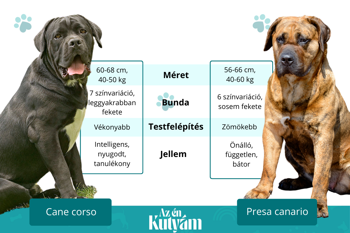 cane corso és presa canario