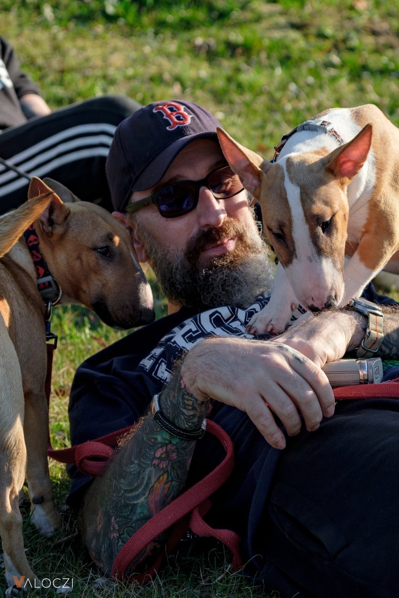 válóczi áék gazdi bullterrier park séta szeret