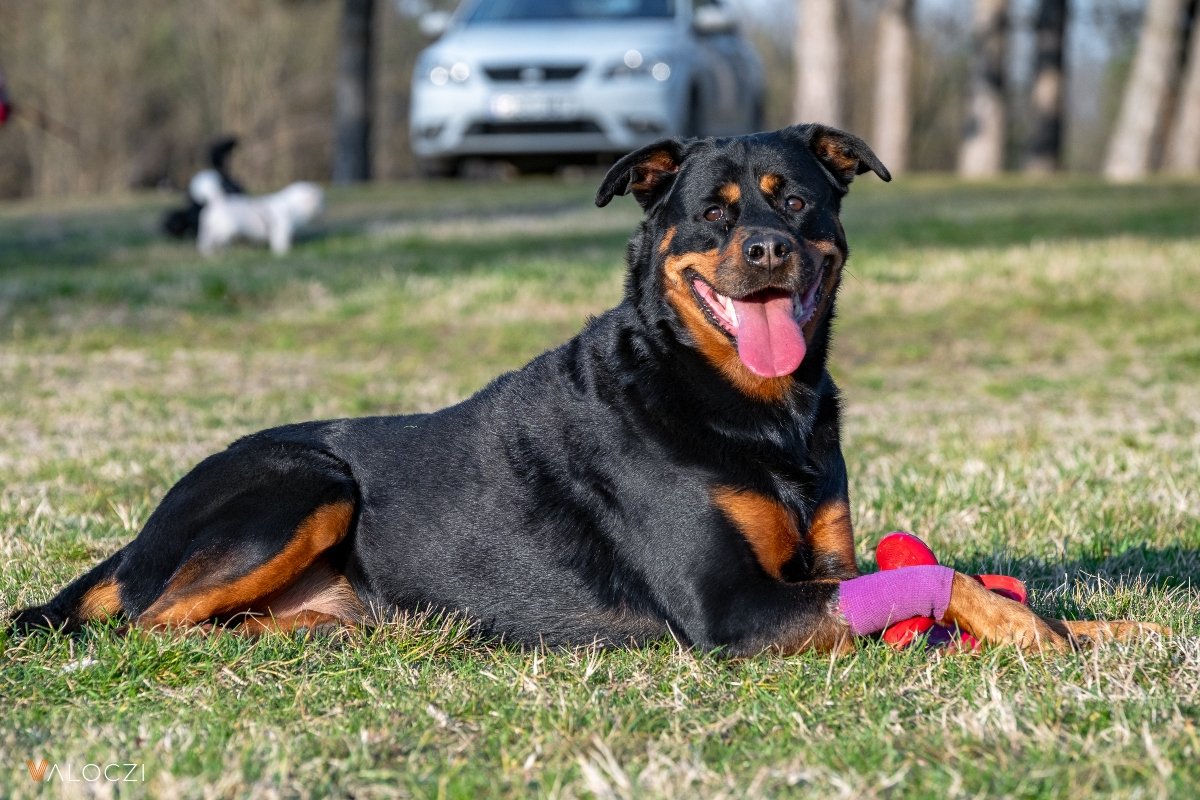 áék az én kutyám rottweiler