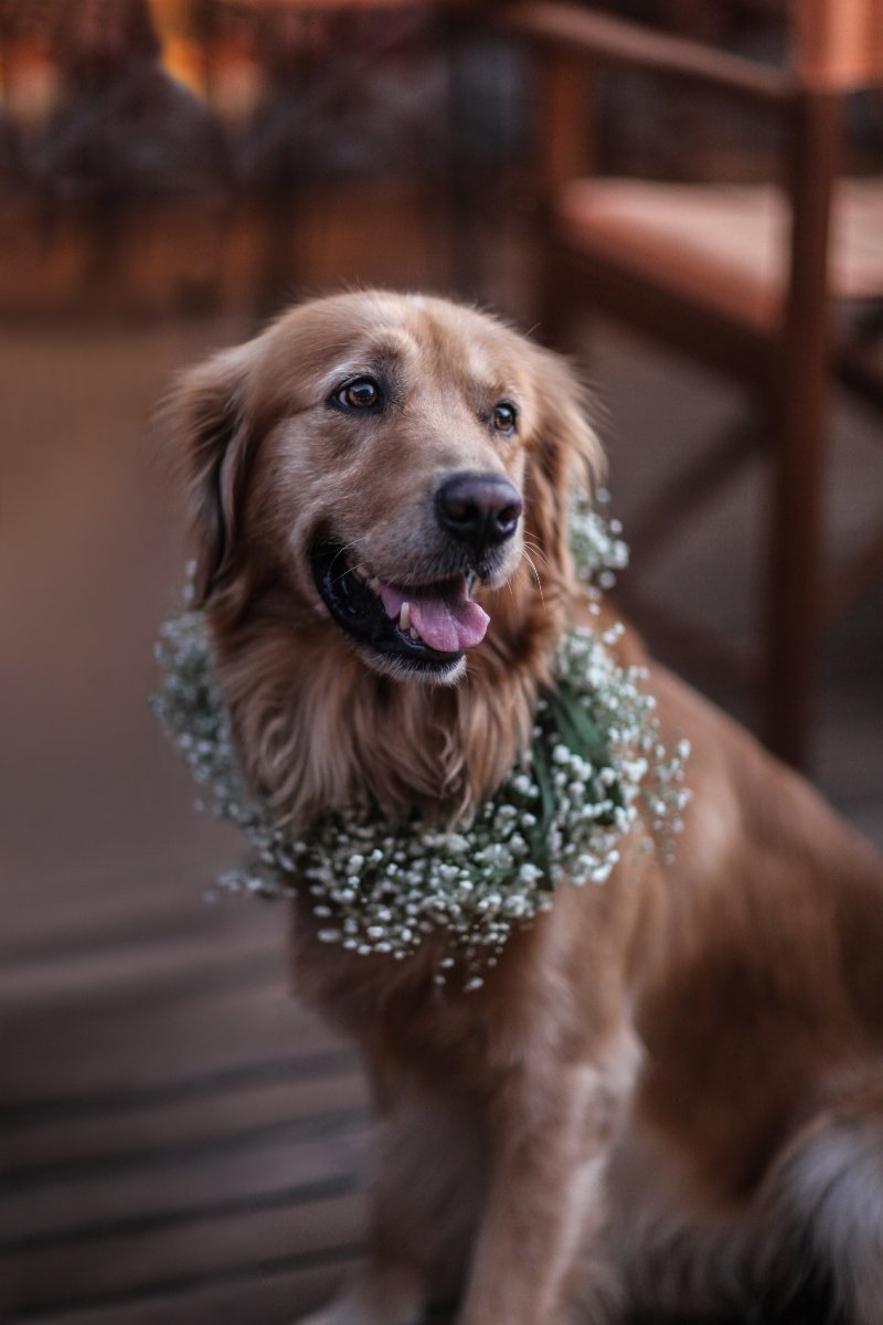 golden retriever virág