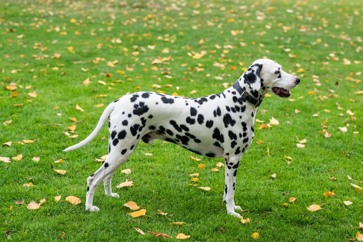 dalmata