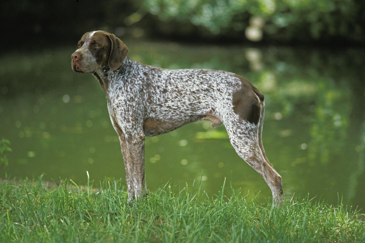 francia vizsla