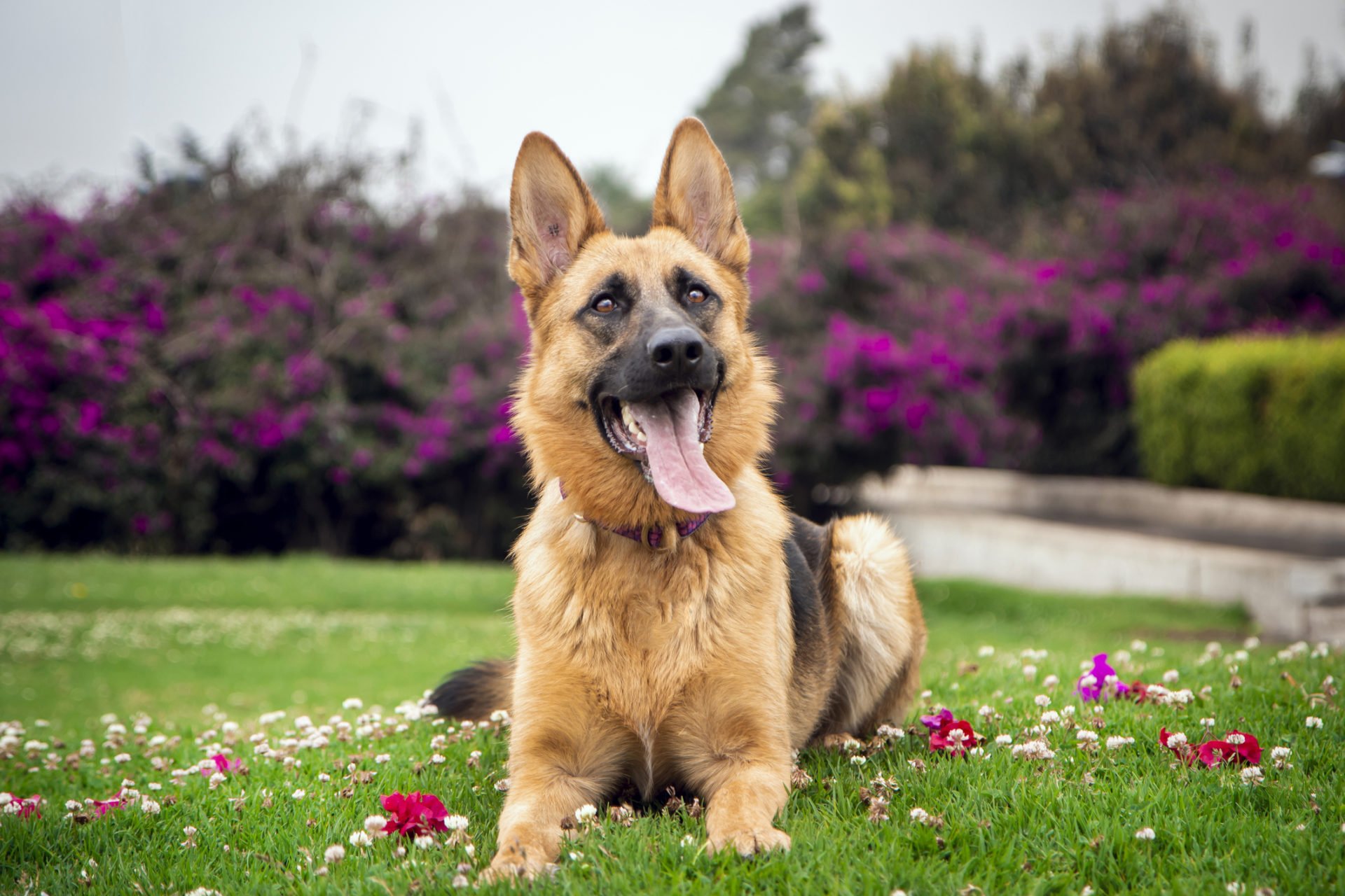 german shepherd dog lying on the grass