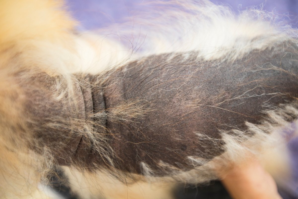pomerániai black skin disease bsd